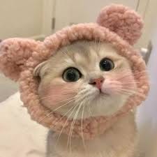 سعدیہ علی avatar